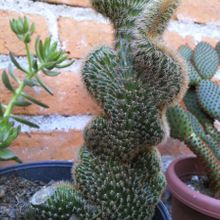 Una foto de Cleistocactus winteri f. crestada