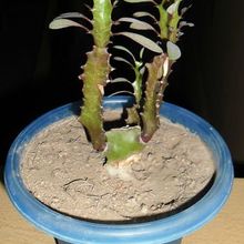 A photo of Euphorbia trigona var. rubra