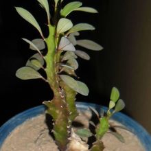 A photo of Euphorbia trigona var. rubra