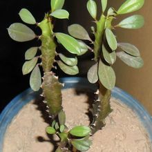 A photo of Euphorbia trigona var. rubra