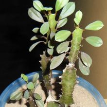 A photo of Euphorbia trigona var. rubra