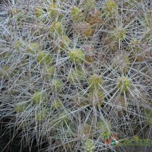 Una foto de Maihueniopsis glomerata
