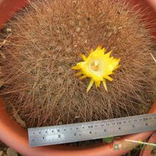 A photo of Echinopsis formosa