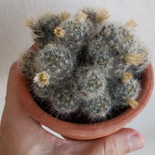 Photo of a cactus currently being identified