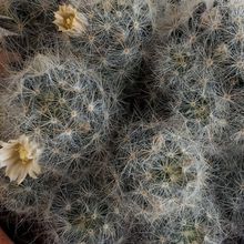 Photo of a cactus currently being identified