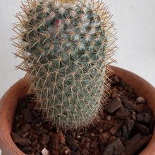 A photo of Mammillaria columbiana ssp. yucatanensis