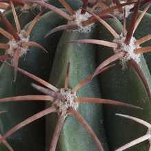 Foto de un cactus que se está identificando actualmente