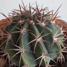 Foto de un cactus que se está identificando actualmente