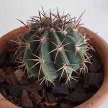 Foto de un cactus que se está identificando actualmente