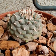 A photo of Lophophora williamsii
