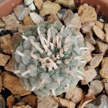 A photo of Lophophora williamsii
