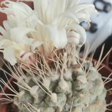 Foto de un cactus que se está identificando actualmente