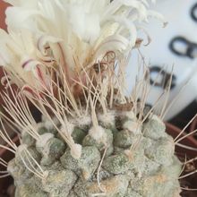 Foto de un cactus que se está identificando actualmente