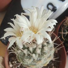 Foto de un cactus que se está identificando actualmente