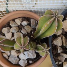 Foto de un cactus que se está identificando actualmente