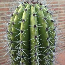 Una foto de Stenocereus thurberi subsp. thurberi