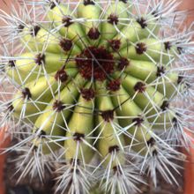 Una foto de Stenocereus thurberi subsp. thurberi