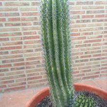 Una foto de Stenocereus thurberi subsp. thurberi