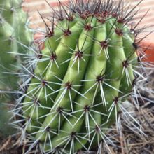 Una foto de Stenocereus thurberi subsp. thurberi