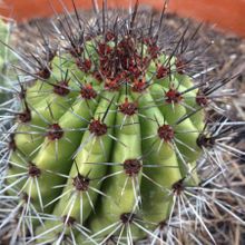 Una foto de Stenocereus thurberi subsp. thurberi