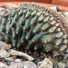 A photo of Copiapoa humilis fma. crestada