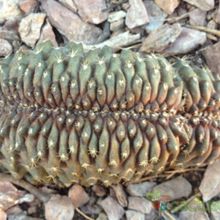 A photo of Copiapoa humilis fma. crestada