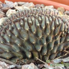 A photo of Copiapoa humilis fma. crestada