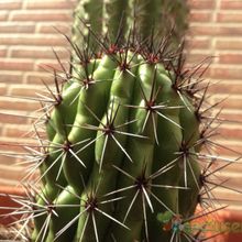 Una foto de Stenocereus thurberi subsp. thurberi