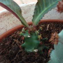 Una foto de Euphorbia spectabilis  