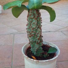 A photo of Euphorbia spectabilis  