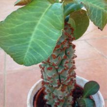 A photo of Euphorbia spectabilis  