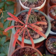 A photo of Aloe aristata