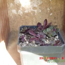 A photo of Anacampseros rufescens