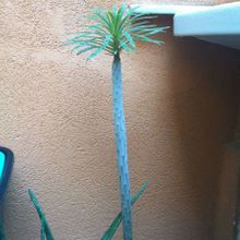 A photo of Kleinia neriifolia