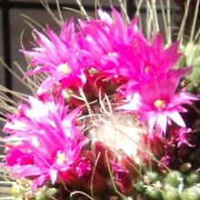 A photo of Mammillaria spinosissima fma. unpico