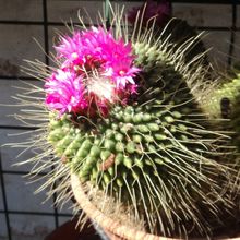 A photo of Mammillaria spinosissima fma. unpico