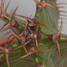 A photo of Euphorbia canariensis