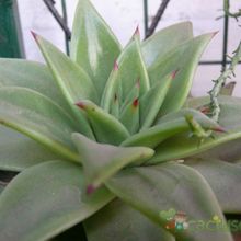 Una foto de Echeveria agavoides 
