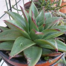 Una foto de Echeveria agavoides 