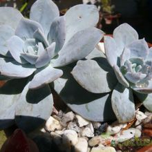 A photo of Dudleya pulverulenta