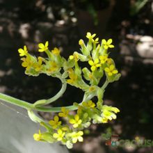 A photo of Kalanchoe citrina
