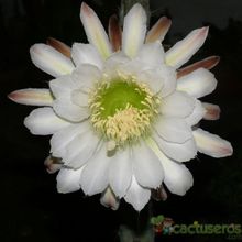 Una foto de Cereus aethiops