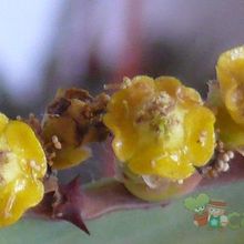 Una foto de Euphorbia breviarticulata  