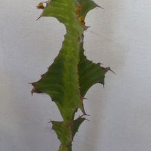 A photo of Euphorbia breviarticulata  