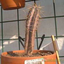 Una foto de Echinopsis lageniformis