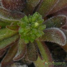 Una foto de Crassula pubescens