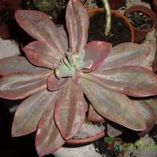 A photo of Echeveria Metallica (Hibrido)