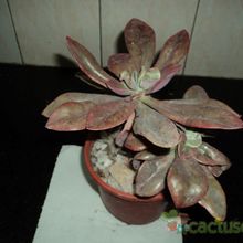 A photo of Echeveria Metallica (Hibrido)