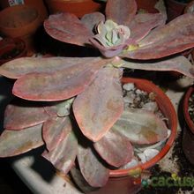 A photo of Echeveria Metallica (Hibrido)