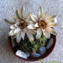 Una foto de Gymnocalycium capillense